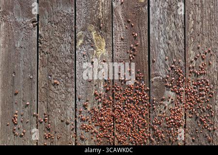 Tausend rote Fehler (im Volksmund als der Soldat Fehler) sind in der Sommersonne auf Holzzaun Aalen. Panorama Collage aus mehreren outdoor closeup Stockfoto