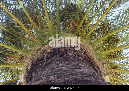 Krone einer riesigen alten Dattelpalme. Ansicht von unten. Sonniger Frühlingstag Stockfoto