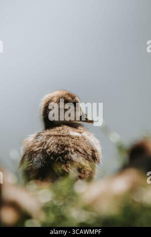 Nilgans Küken Stockfoto