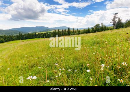 Berglandschaft im Sommer. Wald und grünes Feld auf sanften Hügeln. Landschaft unter blauem Himmel mit Wolken. Wunderschöner Blick auf die ländliche Landschaft. jou Stockfoto