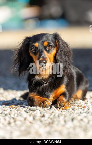 Ein langhaariger Dackel posiert für die Kamera. Stockfoto