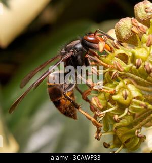Eine invasive Insektenart, die asiatische Hornissen, in unserem Garten. Stockfoto
