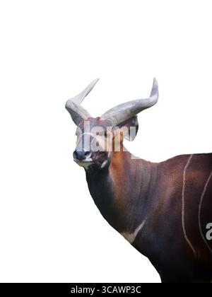 Bergbongo isoliert auf weißem Hintergrund Stockfoto