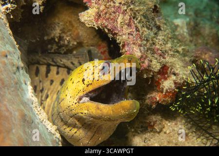 Ein Nahfoto eines gelben gefrästen Muränen mit offenem Mund, der aus einem Korallenriff blickt. Dieses Wandbild ist auch als dunkel gefleckter Muräne oder Spotface Muray bekannt und ist ein Muränen der Familie Muraenidae Stockfoto