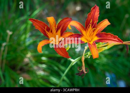 Hemerocallis fulva orange Taglilie, Madrid, Spanien Stockfoto