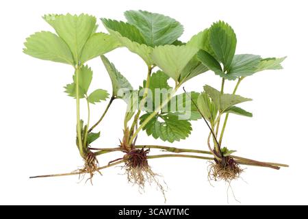 Drei Sprossen Setzling einer Gartenerdbeere mit Wurzeln und Blättern. Isoliert auf weiß Stockfoto