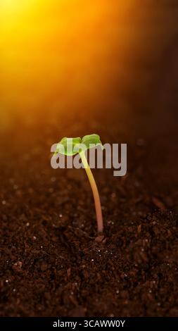Frische grüne Setzlinge aus dunklem Boden, beleuchtet durch warmes Sonnenaufgangslicht. Das Konzept des neuen Lebens, des Wachstums, der Landwirtschaft und des Erwachens der Natur in en Stockfoto