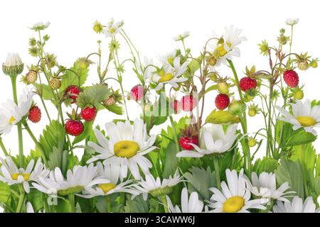 Wilde Erdbeeren und Margeriten Blumen Wiese Fragment isoliert Stockfoto