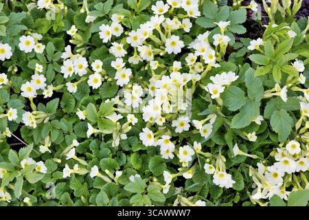 Zunächst Federn Blumen Primeln mit Blätter-Hintergrund Stockfoto
