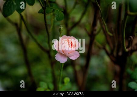 Eine einzelne Rose (Königin von Schweden) auf einem Gartenrosenstrauch in einem Englischen Garten. Stockfoto
