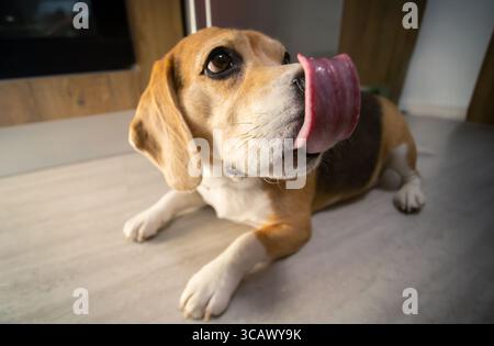 Ein wunderschöner Beagle liegt auf dem Küchenboden und leckt seine Schnauze mit einer sichtbaren, rosa Zunge und fängt einen ehrlichen und liebenswerten Moment des Hundelebens ein Stockfoto