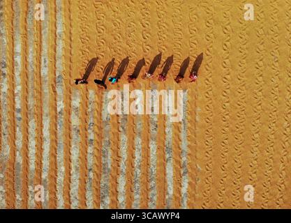 Bogura, Bangladesch - 24. Dezember 2018: Aus der Vogelperspektive sehen Menschen, die lange Schatten werfen, während sie über die strukturierten goldenen Felder laufen, Muster, die durch die Ernte entstehen. Stockfoto