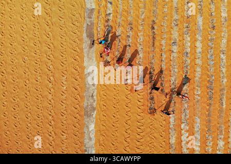 Bogura, Bangladesch - 24. Dezember 2018: Aus der Vogelperspektive verstreute sich goldene Körner in ordentlichen Reihen, während Arbeiter lange Schatten werfen und einen starken Kontrast erzeugen Stockfoto
