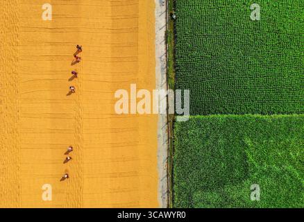 Bogura, Bangladesch - 24. Dezember 2018: Aus der Vogelperspektive werden die leuchtenden grünen Felder nebeneinander gestellt, die durch einen hellen Pfad geteilt werden, auf dem winzige Figuren unter dem riesigen Himmel wirken. Stockfoto