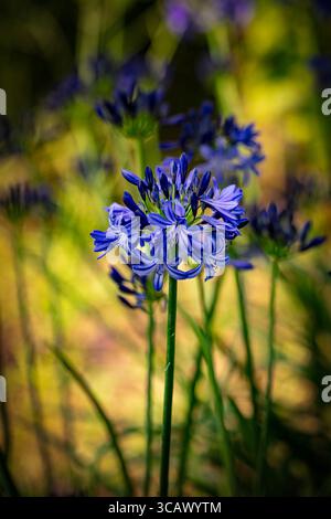 Natürliches halbdicht blühendes Pflanzenportrait des herrlichen Agapanthus „Northern Star“ PBR, afrikanische Lilie „Northern Star“, bei gutem Sonnenschein. Himmlisch Stockfoto