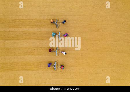 Bogura, Bangladesch - 24. Dezember 2018: Aus der Vogelperspektive auf den weitläufigen goldenen Feldern arbeiten, ihre leuchtende Kleidung bildet einen starken Kontrast zu den Erdtönen. Stockfoto