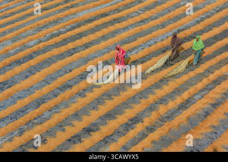 Bogura, Bangladesch - 24. Dezember 2018: Aus der Vogelperspektive von Frauen, die auf gestreiften Feldern arbeiten, deren leuchtende Kleidung im Kontrast zu den Erdtönen des Landes steht. Stockfoto