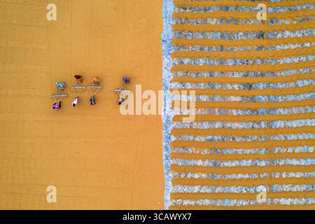 Bogura, Bangladesch - 24. Dezember 2018: Aus der Vogelperspektive sehen Arbeiter, die akribisch leuchtende Kurkuma-Reihen auf dem weitläufigen goldenen Feld anordnen und unter dem riesigen Himmel ein auffälliges geometrisches Muster erzeugen. Stockfoto