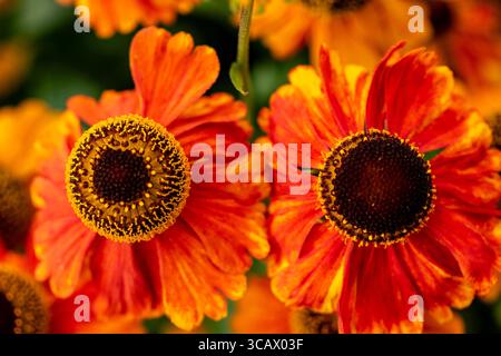 Dramatisches natürliches Nahaufnahme blühendes Pflanzenporträt des entzückenden Helenium „Sahin's Early Flowerer“, Nieselkraut, Blüten. Fesselnd, ätherisch, Farbe Stockfoto