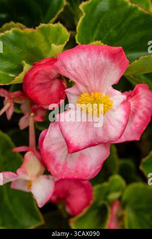 Natürliches Nahaufnahme blühendes Pflanzenporträt der Liebling Begonia (Tophat Rose Bicolor)“. Entdeckung, schwer fassbar, Augen öffnen, interessant, achtsam, Make-up Stockfoto