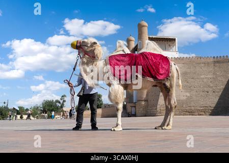 Pferd bereit, Touristen auf Touren rund um den Eingang der Arche Buchara, Buchara, Usbekistan zu nehmen Stockfoto