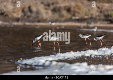 Schwarzgeflügelte Stelze; Himantopus himantopus; Kanarische Inseln; Spanien Stockfoto