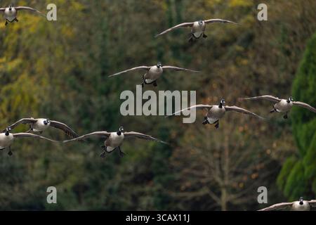 Kanadiengänse; Branta canadensis; Flug; Großbritannien Stockfoto