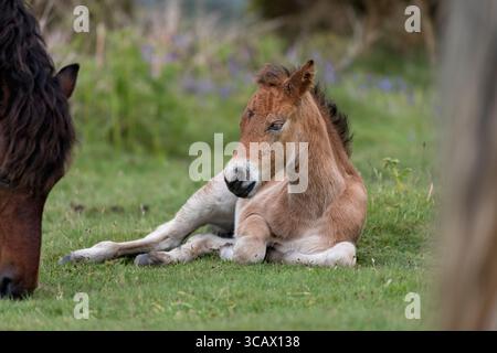 Dartmoor Ponys; Fohlen; Devon; Großbritannien Stockfoto
