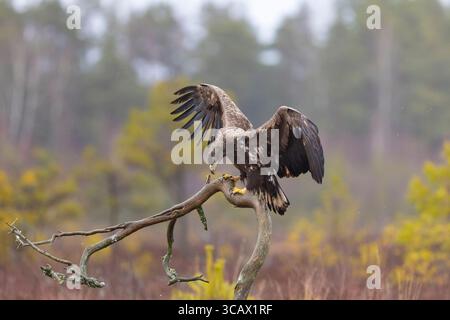 Seeadler, Haliaeetus albicilla, Jugendlicher sitzt auf einem Ast in einem Moor, Smaland, Schweden Stockfoto