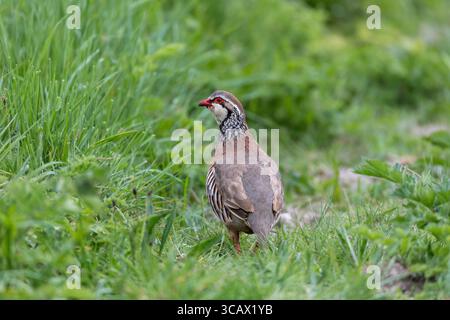 Rebhühner mit roten Beinen; Alectoris rufa; Großbritannien Stockfoto
