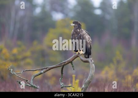 Seeadler, Haliaeetus albicilla, Jugendlicher sitzt auf einem Ast in einem Moor, Smaland, Schweden Stockfoto