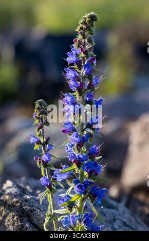 Vipers Bugloss blüht Stockfoto