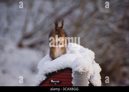 Wir können Teile eines Sonnenblumenkerns auf seinem Arm sehen. Das Quadratirrel hat also definitiv aus dem Vogelhaus gegessen. Stockfoto