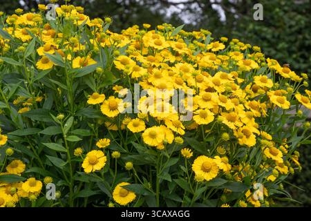 Helenium Kanaria Stockfoto