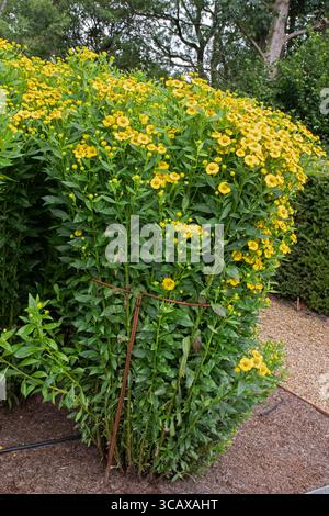 Helenium Kanaria Stockfoto