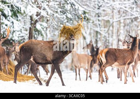 Winterlandschaft mit edlen Hirschen vor Winterwald. Großer Hirsch mit Heu am Geweih. Stockfoto