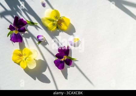 Viola Stiefmütterchen Blumen kreatives Layout. Schatten, heißes Sommerkonzept. Blumenköpfe isoliert auf weißem Hintergrund. Draufsicht, flach Stockfoto