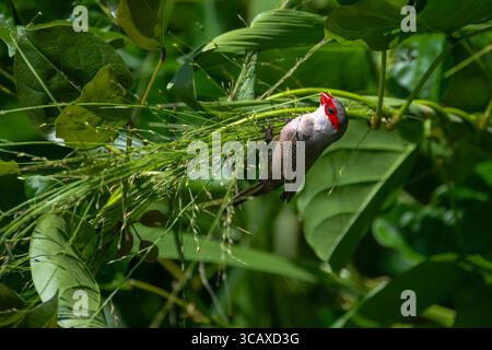 Gewöhnlicher Wachsschnabel (Estrilda astrild) auf Hawaii auf der Suche nach Nistmaterial Stockfoto