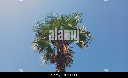 Tropische Palme vor einem leuchtend klaren blauen Himmel Stockfoto
