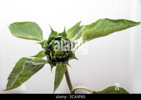 Studio-Bild einer Sonnenblumenknospe, weißer Hintergrund. Stockfoto