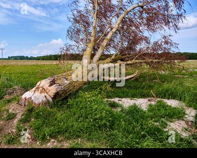 Großer Baum, der von Biberaktivitäten auf offenem Feld gefällt wurde, mit rötlich toten Blättern und üppigem grünem Gras unter blauem Himmel. Stockfoto
