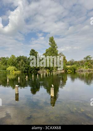 Vögel ruhen sich auf Holzpfosten im ruhigen, langen Wasser im Hyde Park aus, einem friedlichen Zufluchtsort für Tiere im Zentrum von London, Großbritannien. Stockfoto