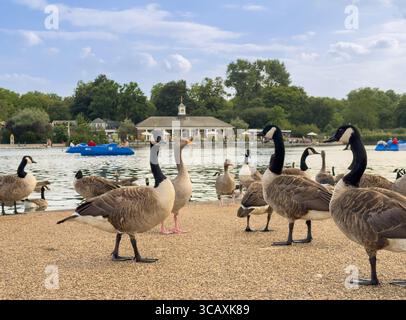 Kanadänse und Greylag-Gänse am Ufer des Serpentine Lake im Hyde Park, einem häufigen Anblick der urbanen Tierwelt in London, Großbritannien. Stockfoto