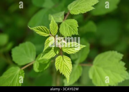 Rubus, eine große Gattung blühender Pflanzen aus der Familie der Rosen, Rosaceae, bekannt als Bramble, Stockfoto