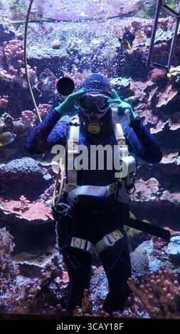 Ein Taucher schwimmt bei einer Unterwasservorführung in einem großen öffentlichen Aquarium zwischen farbenfrohen Korallen und Meereslebewesen Stockfoto