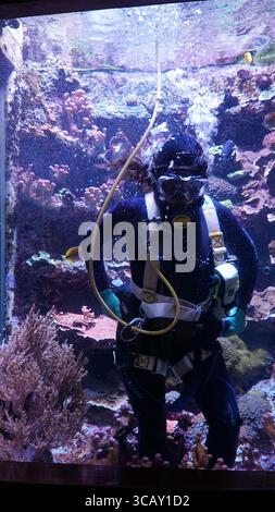 Ein professioneller Aquariumtaucher arbeitet unter Wasser, umgeben von lebendigen Korallen und tropischen Fischen, um sicherzustellen, dass der Meereslebensraum unberührt bleibt Stockfoto