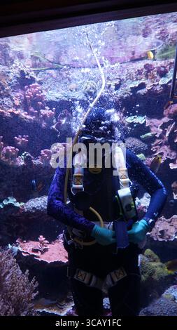 Ein professioneller Aquariumtaucher arbeitet unter Wasser, umgeben von lebendigen Korallen und tropischen Fischen, um sicherzustellen, dass der Meereslebensraum unberührt bleibt Stockfoto