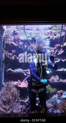 Ein professioneller Aquariumtaucher arbeitet unter Wasser, umgeben von lebendigen Korallen und tropischen Fischen, um sicherzustellen, dass der Meereslebensraum unberührt bleibt Stockfoto