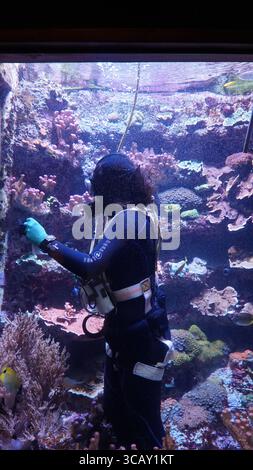 Ein professioneller Aquariumtaucher arbeitet unter Wasser, umgeben von lebendigen Korallen und tropischen Fischen, um sicherzustellen, dass der Meereslebensraum unberührt bleibt Stockfoto