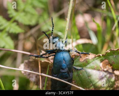 Nahaufnahme eines glänzenden schwarzen Ölkäfers (Meloe proscarabaeus) auf grünem Laub im natürlichen Lebensraum Stockfoto